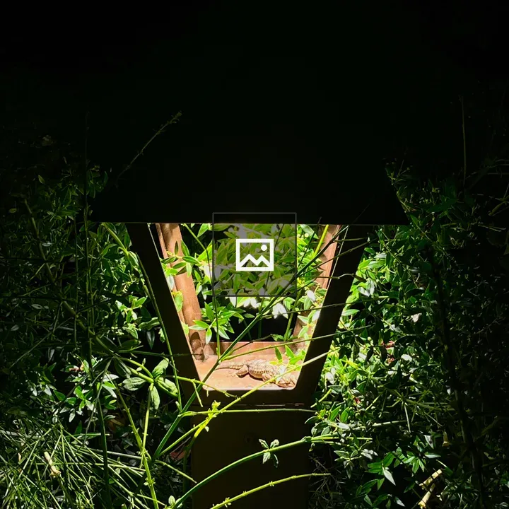 Moorish gecko in lantern