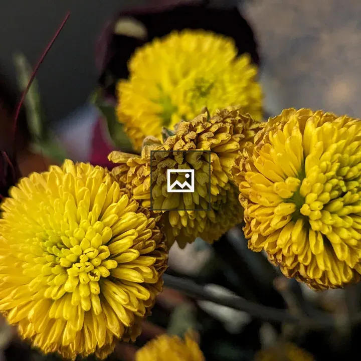Three dried up yellow flowers