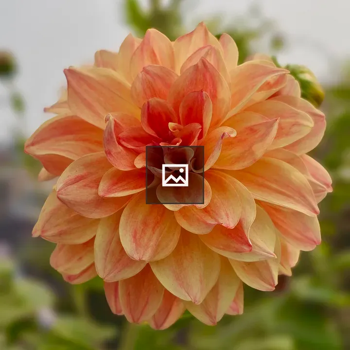 Dahlia close-up in warm tones