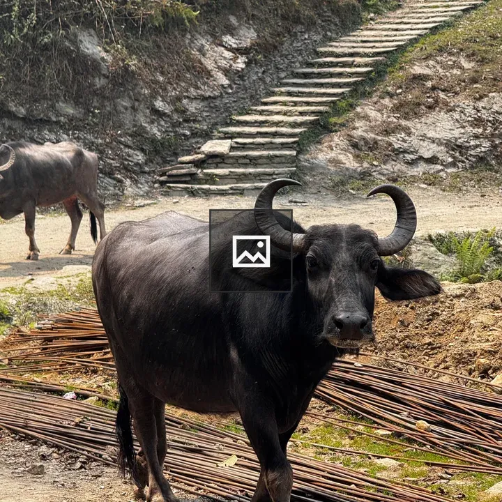 Black Buffalo on Dirt Path