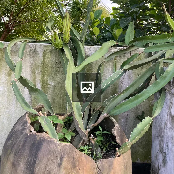 Dragon fruit in garden pot