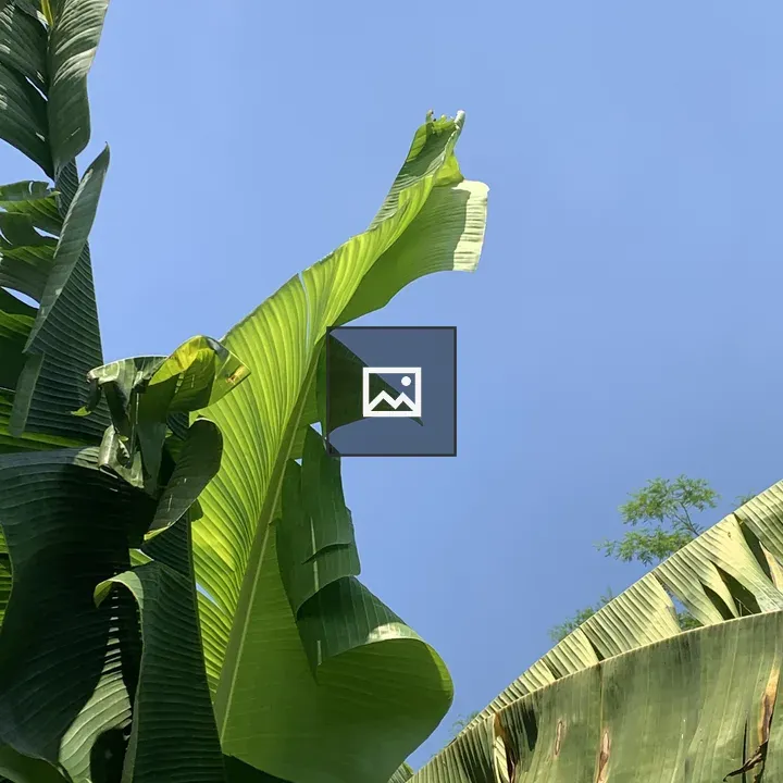 Close-up Banana Leaves