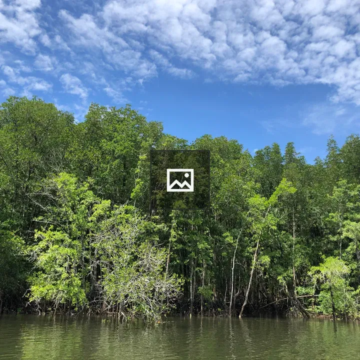 Mangrove Forest by Calm Water