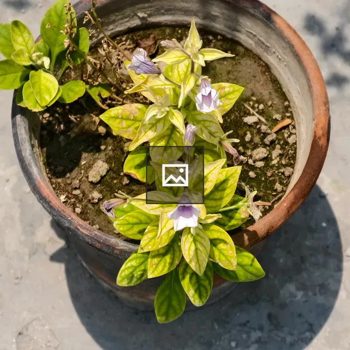 Small terracotta pot plant