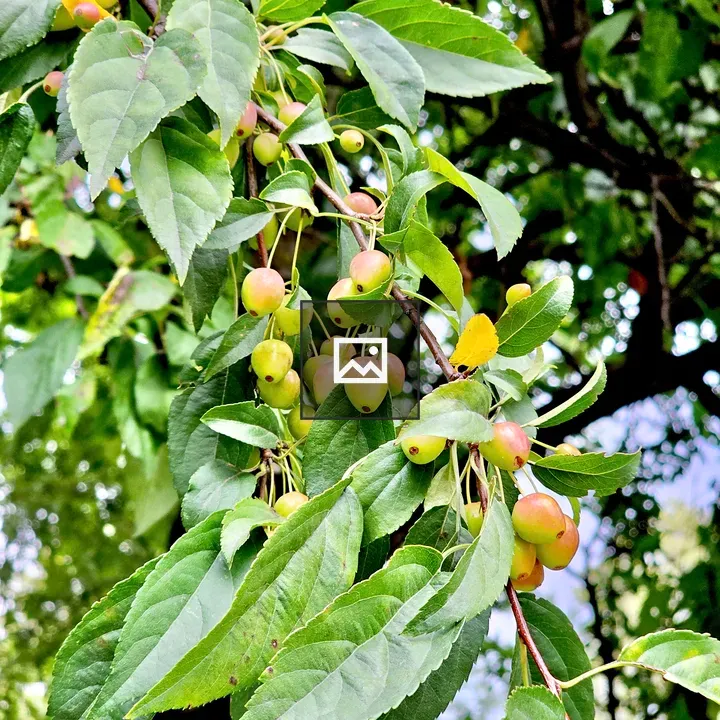 Sour cherries in Central Park