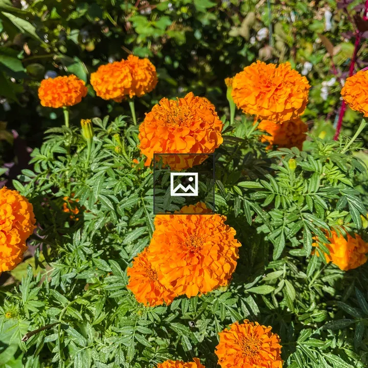 Orange mums in bloom