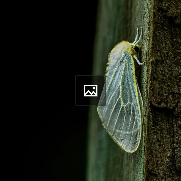 Moth on tree bark