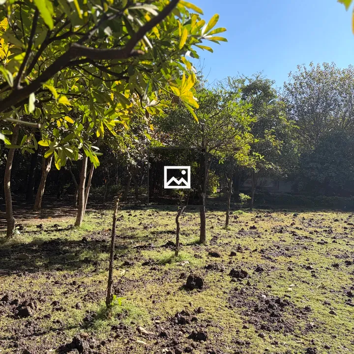 Small grove of young trees