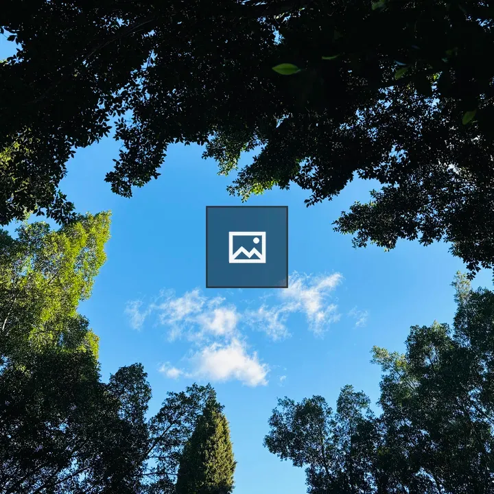 Looking Up at Tall Trees