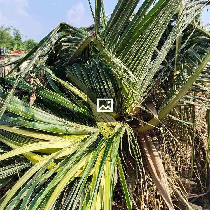 Coconut Palm Tree in Clear Sky