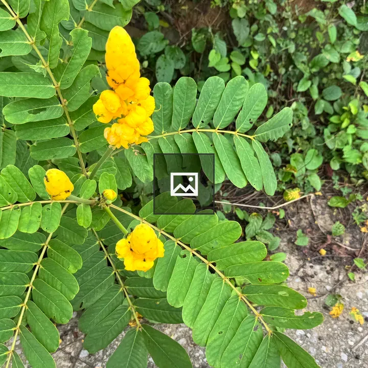 Branch with yellow flower cluster