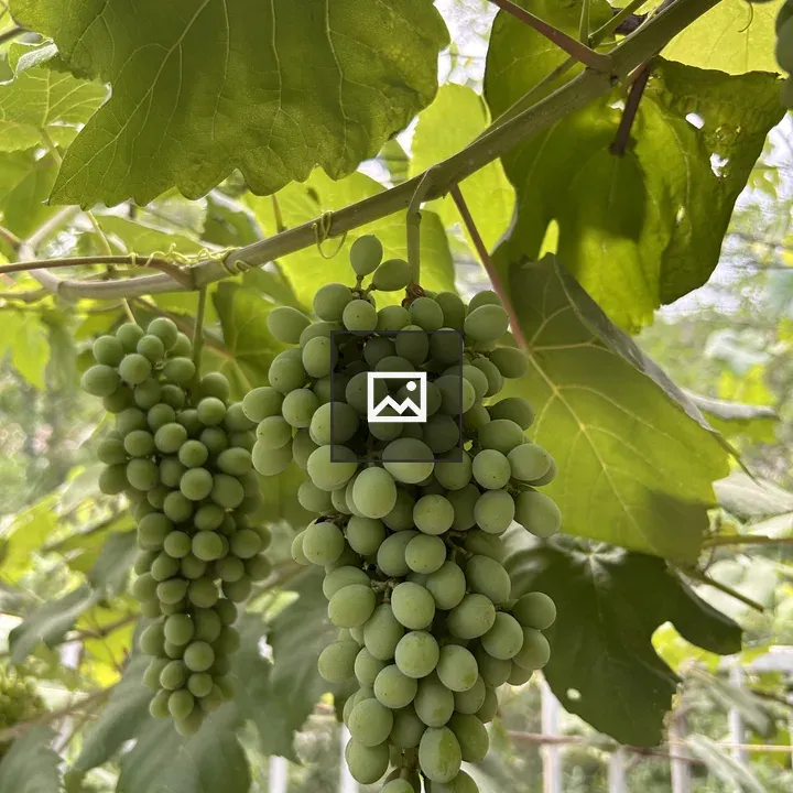 Green Grapes on a Vine