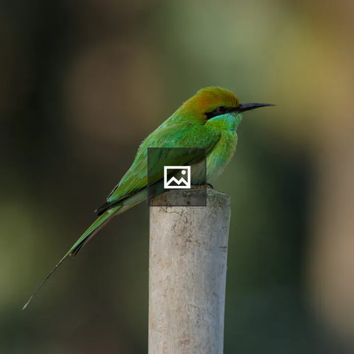 Green Bee-eater on Post