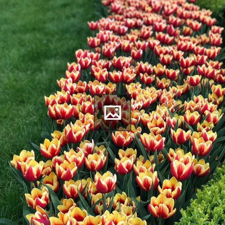 Tulips in Green Grass
