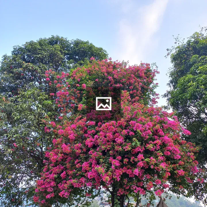 Vibrant pink flowering tree