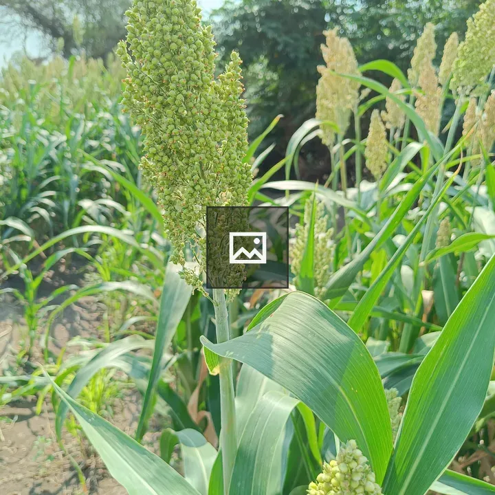 Green millet close-up plant