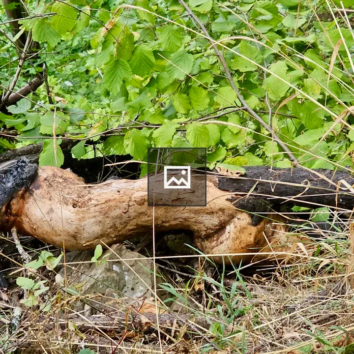 Twisted tree trunk in forest