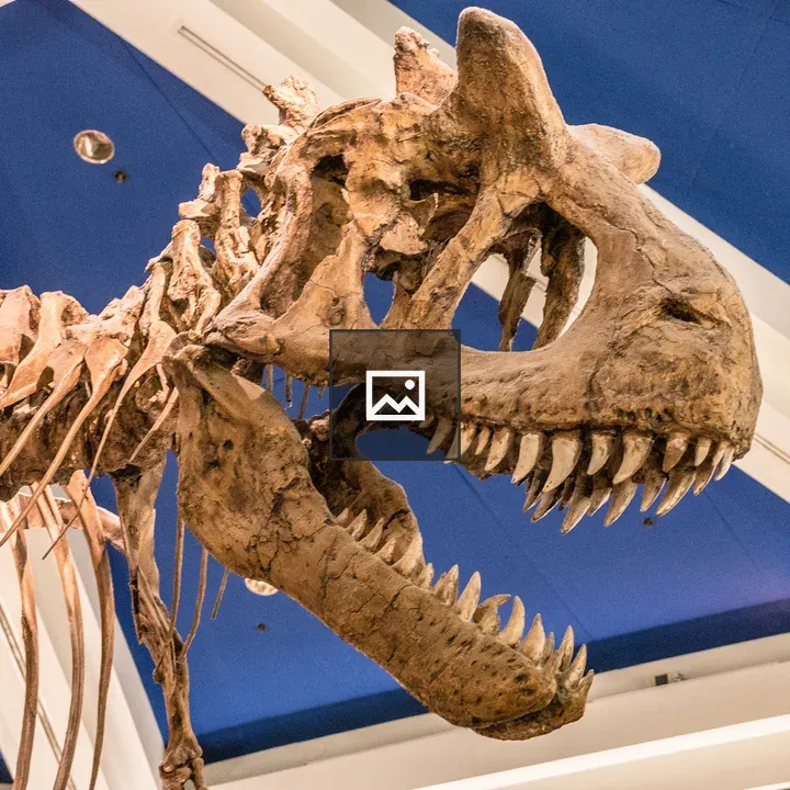 Dinosaur skeleton in New York Museum