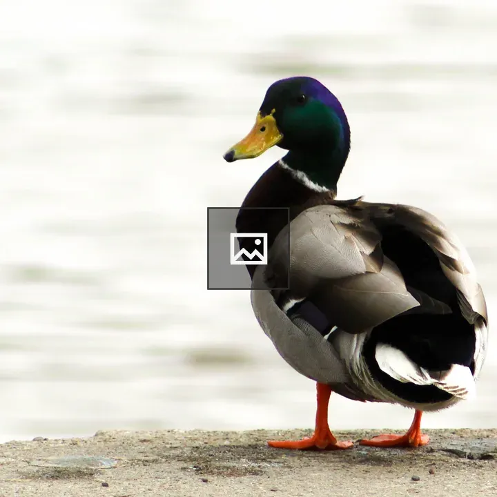 Mallard at Port of Rochester Dock