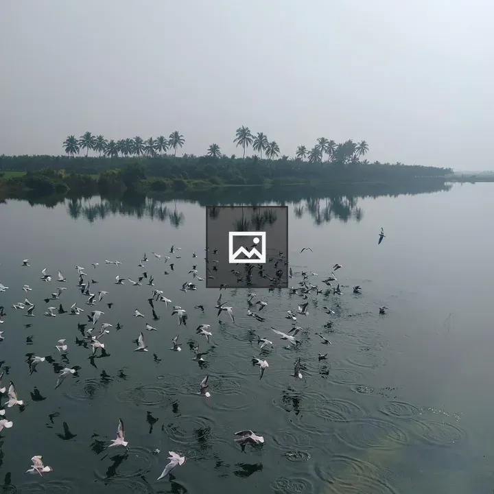 Birds Over Calm Lake