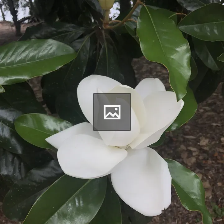 Gardenia bloom