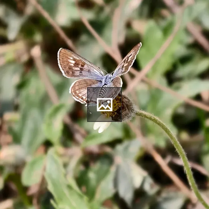 Small brown butterfly on a daisy
