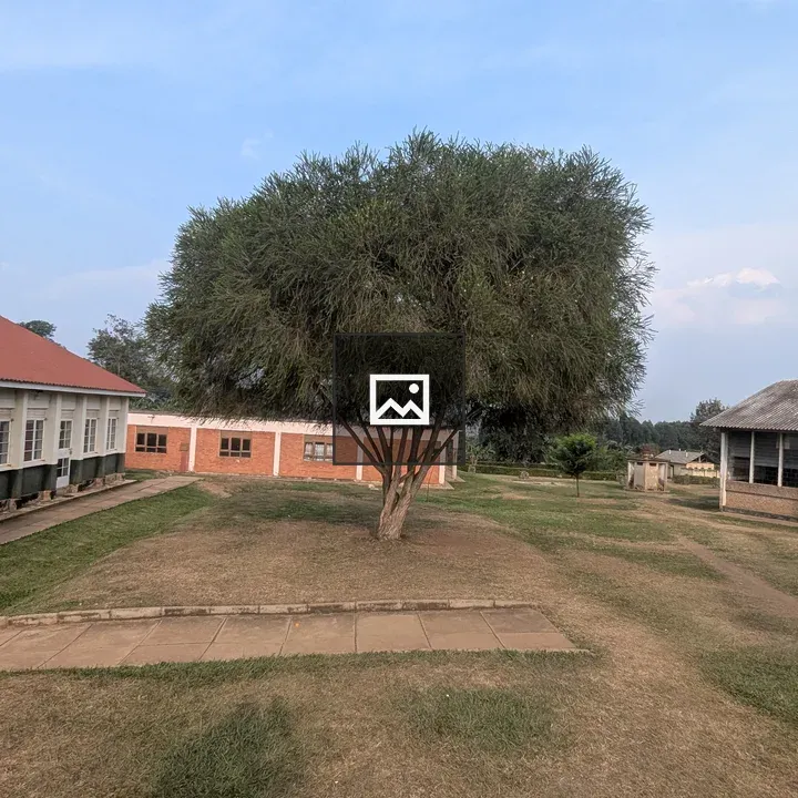 Lush green tree in grassy area