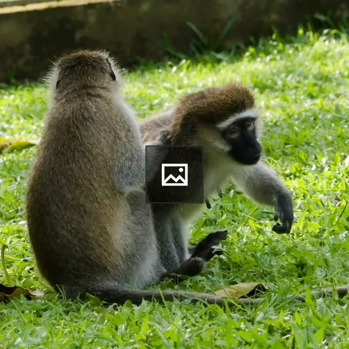 Two monkeys grooming each other