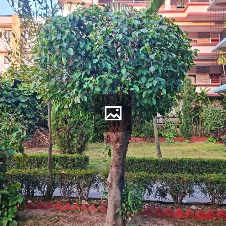 Petite Tree in Portrait