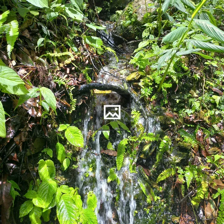 Stream Through Green Forest