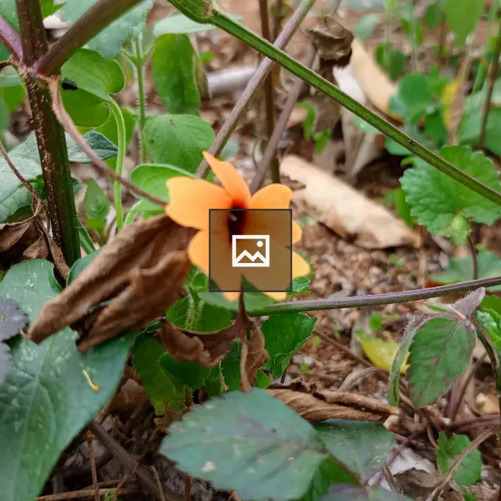 Flower Plant for Heart Health