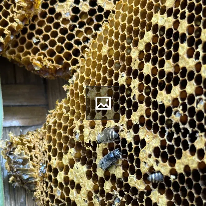 Honeycomb with Bees Close-up