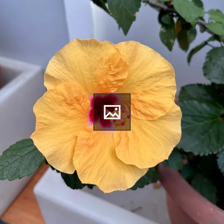 Hibiscus Flower in Pot