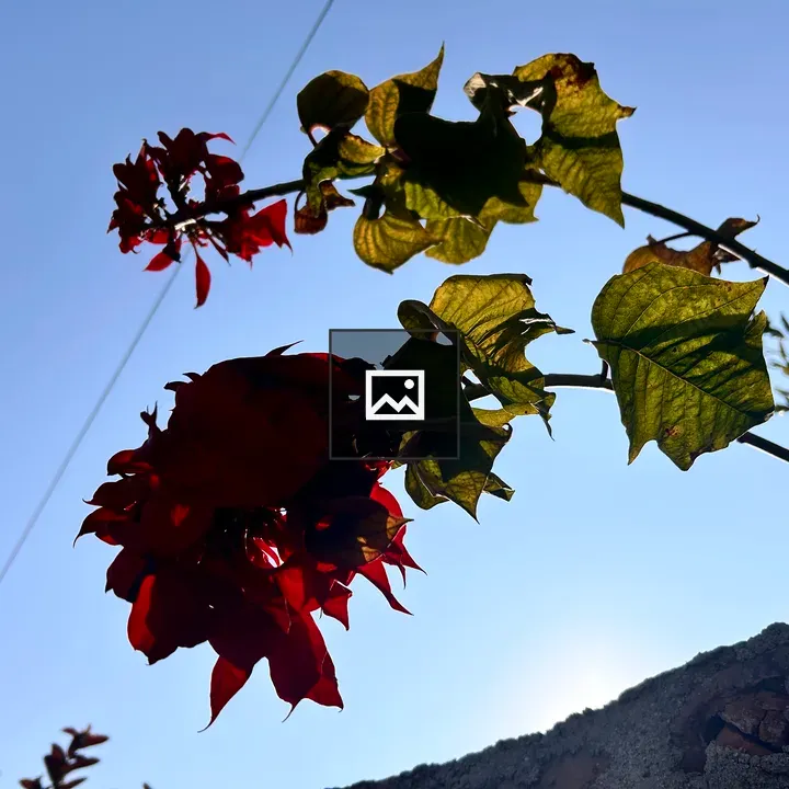 Red Poinsettia Against Blue Sky