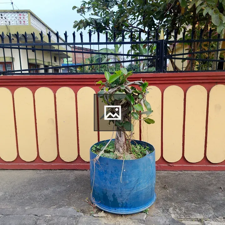 Small tree in blue pot