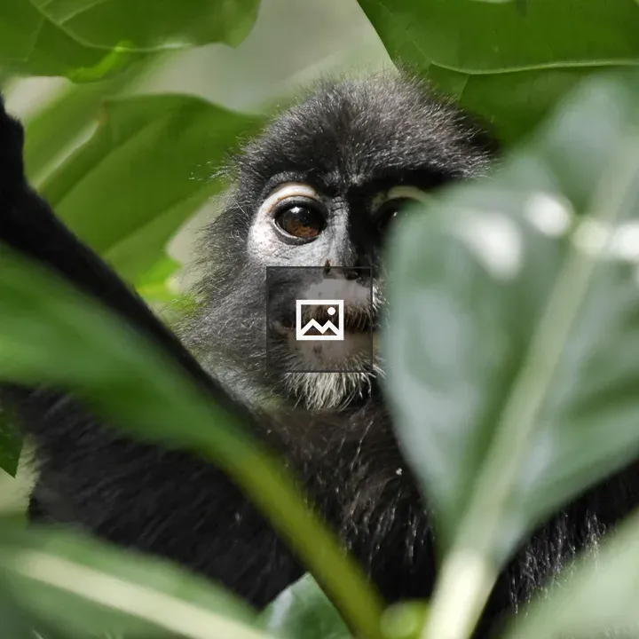 Monkey among tree leaves