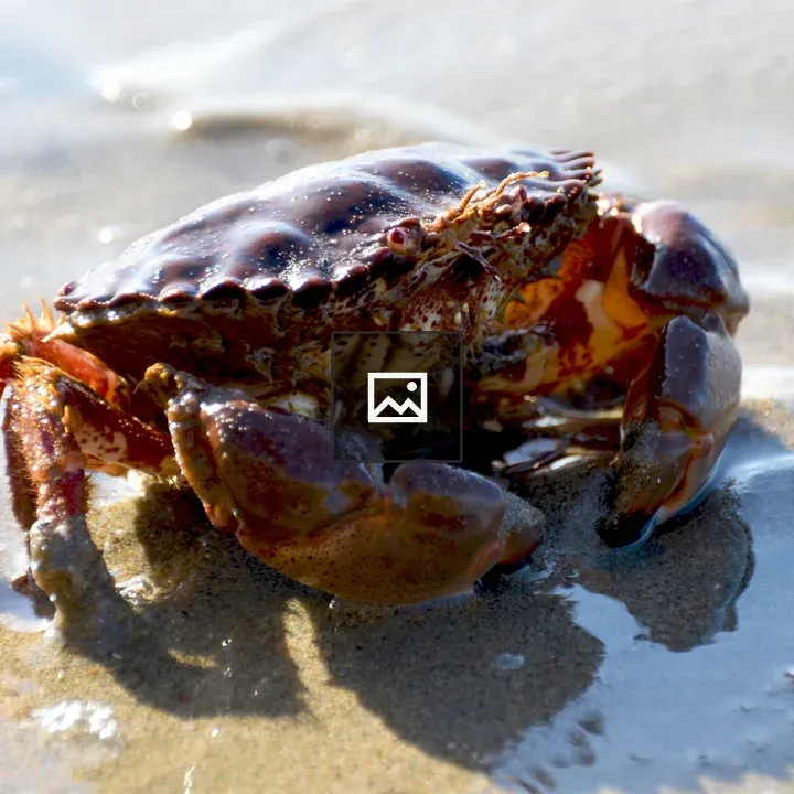 Crab on the Beach