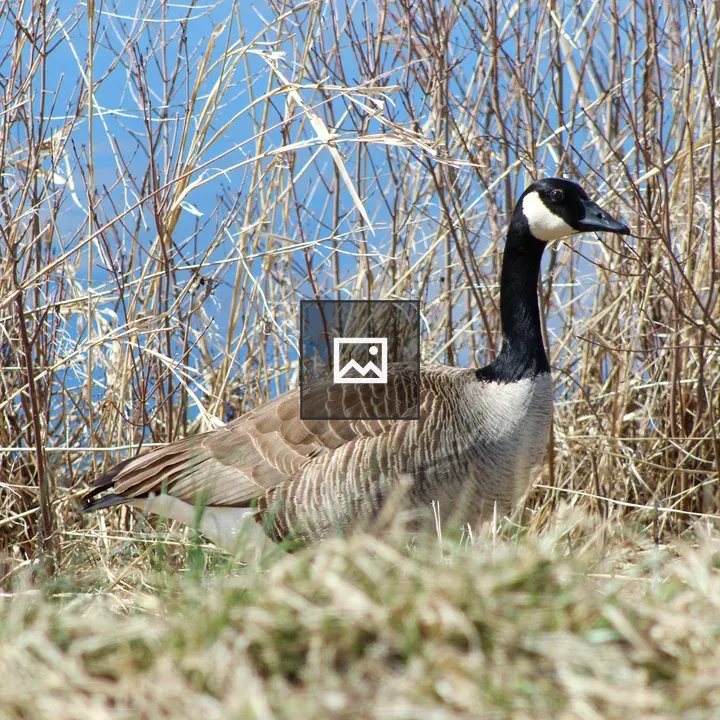 Canada goose in wildlife refuge