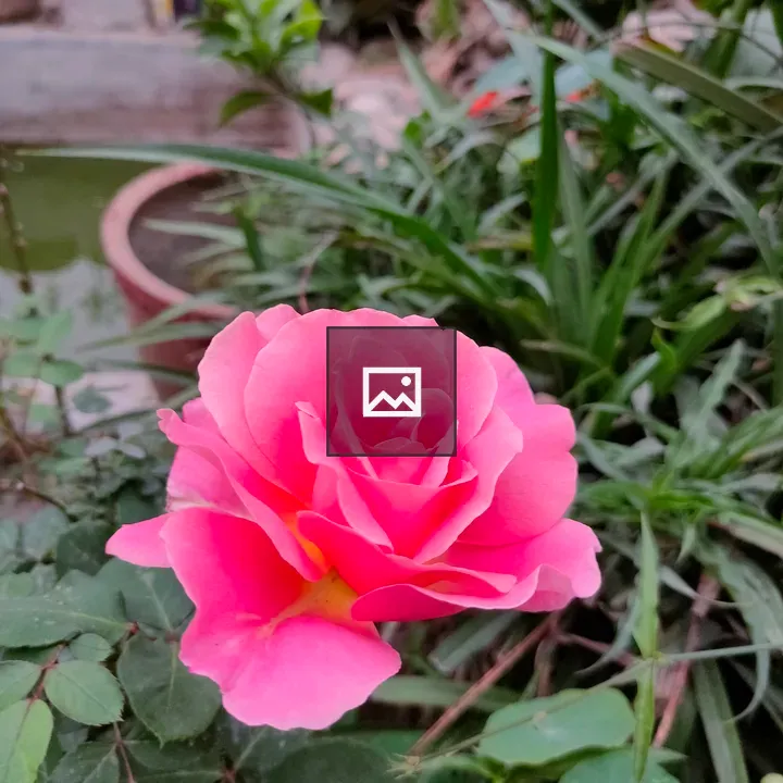 Pink rose for love and beauty