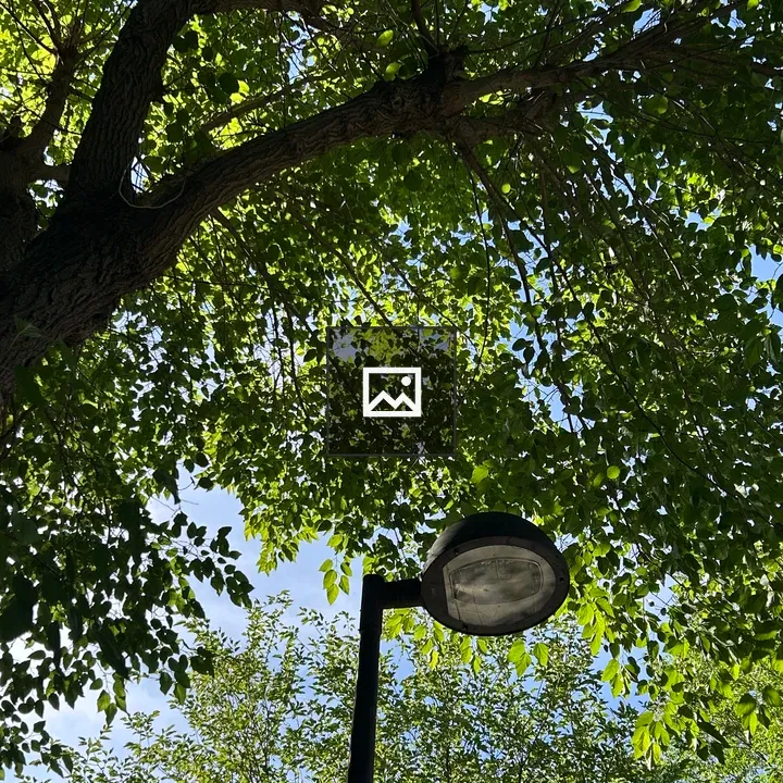 Tree canopy window light with lamppost