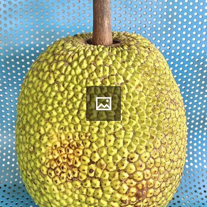 Portrait of a Vietnam jackfruit