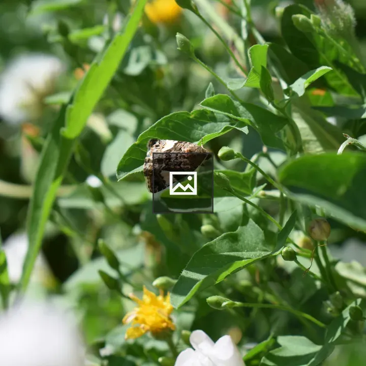 Moth on a Plant