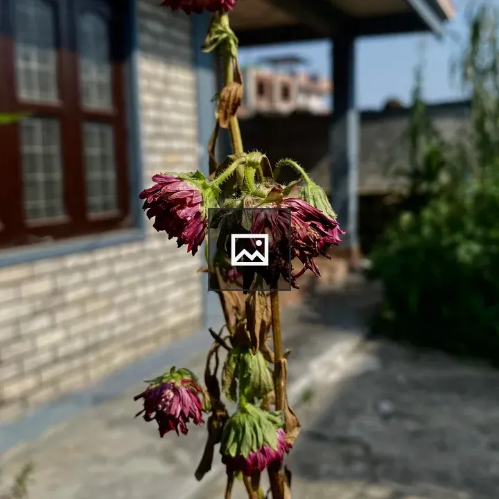 Wilted purple flowers in pot