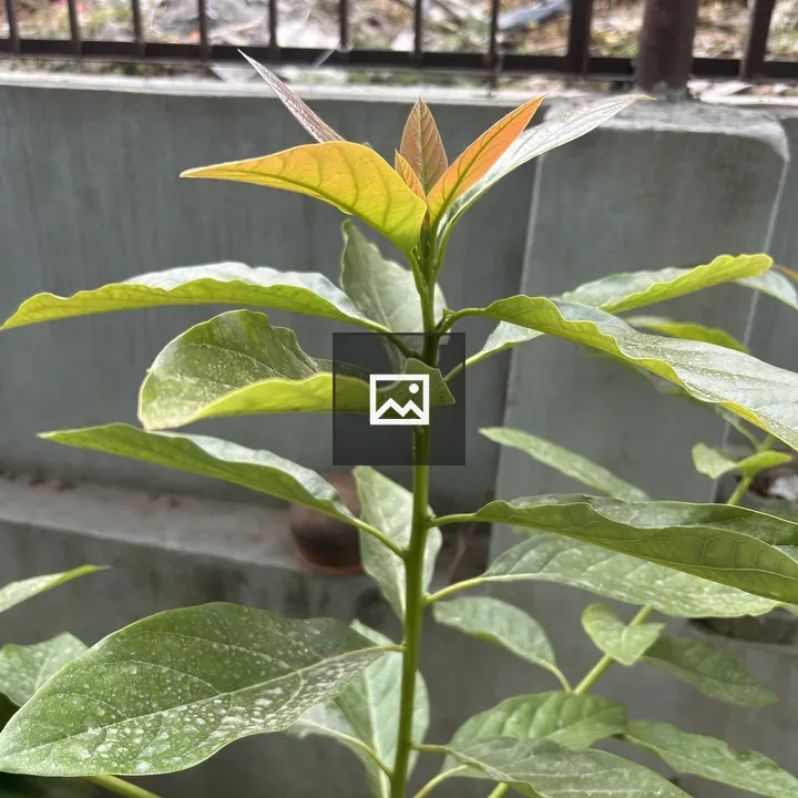 Young green plant in front of wall