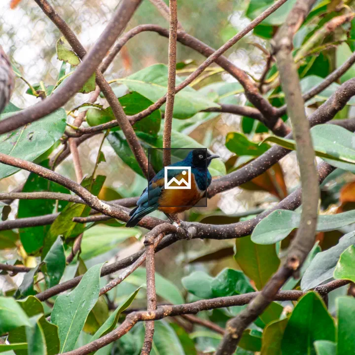 Blue and yellow bird in trees