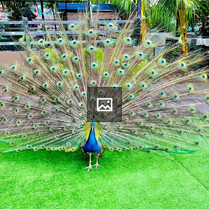 Dancing peacock