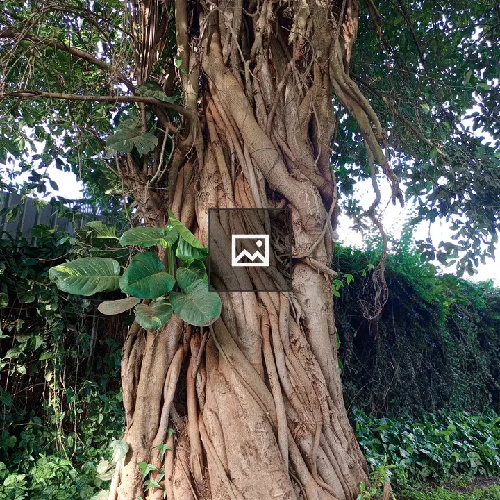 Tree Trunk with Vines and Plants