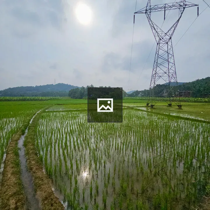 Paddy Field with Electric Tower