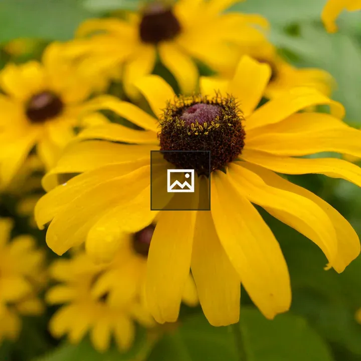 Yellow Rudbeckia Flower