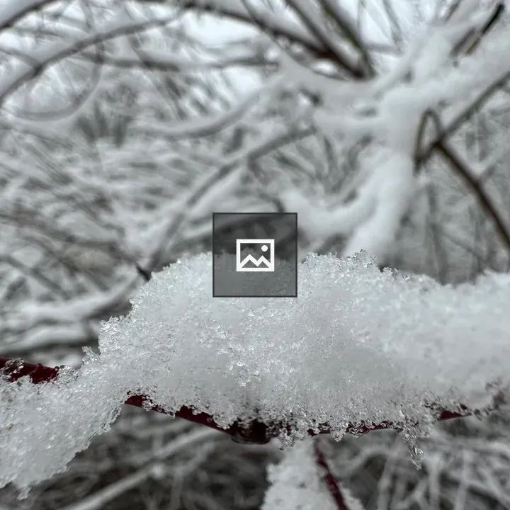 Iced Snow on Bush Branch